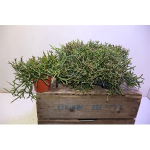 arr8 Rhipsalis Burchellii