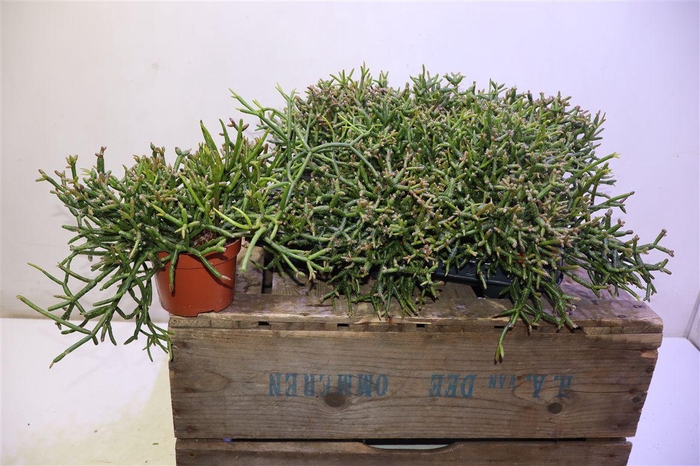 <h4>arr8 Rhipsalis Burchellii</h4>
