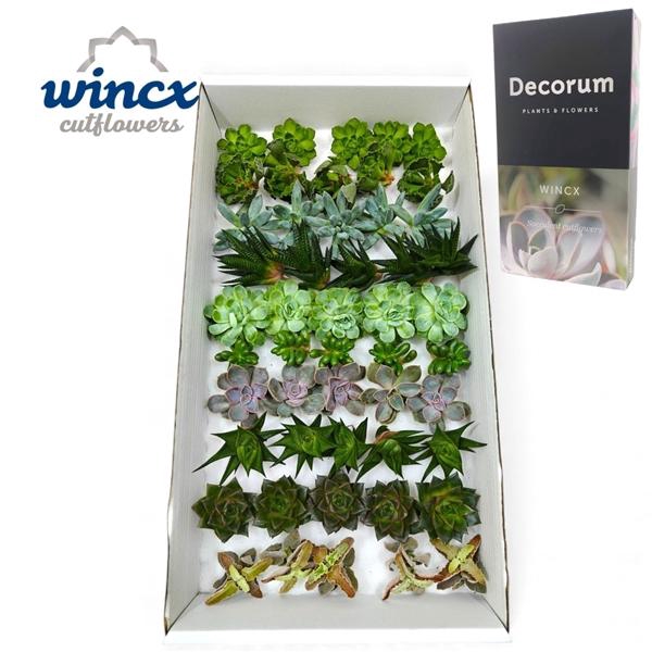 <h4>Succulents Mix Cutfl (10spc.)</h4>