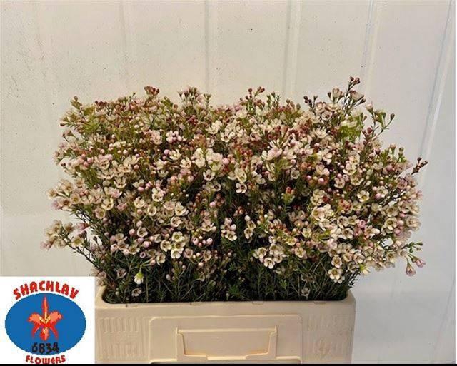 <h4>CHAME BLONDIE</h4>