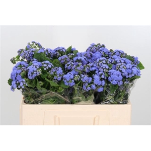 AGER H BLUE PLANET
