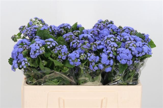 AGER H BLUE PLANET