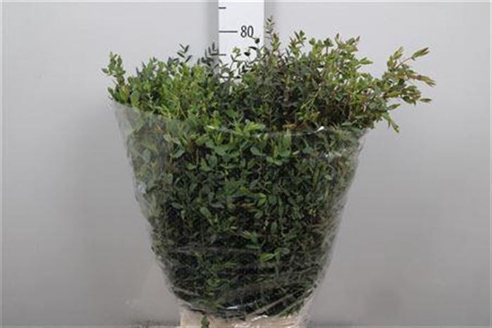 <h4>Euca Parvifolia Extra</h4>