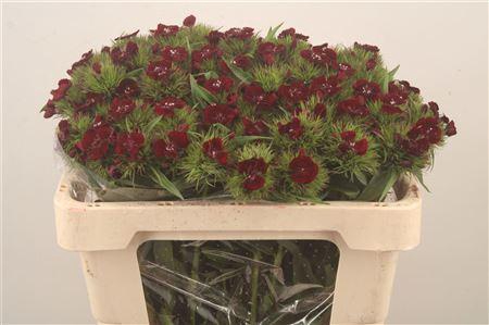 <h4>Di Barb Sweet Will Bordeaux</h4>