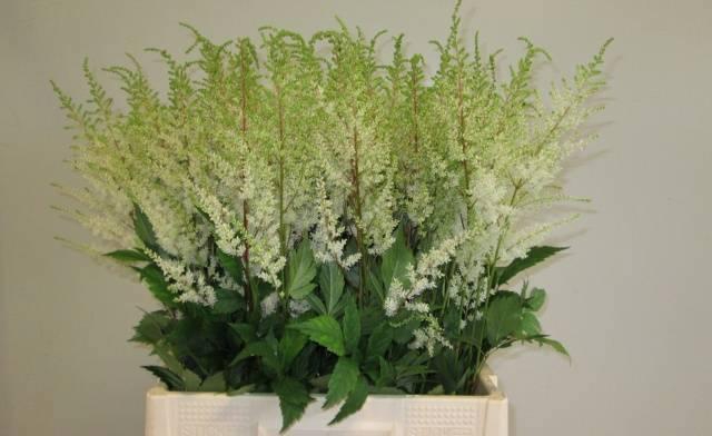 <h4>ASTIL AR DIAMANT</h4>