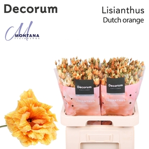 Lisianthus Dye Heavenly dutch orange