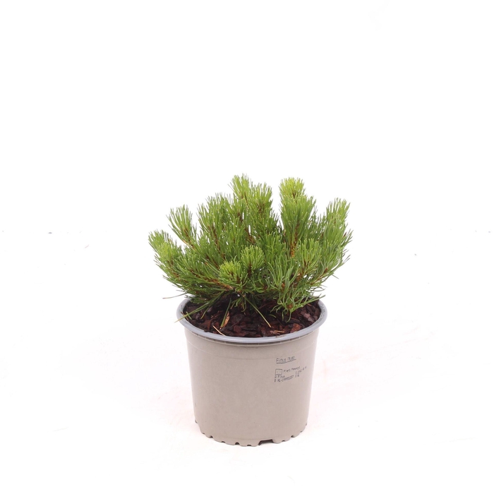 Pinus mugo pumilio