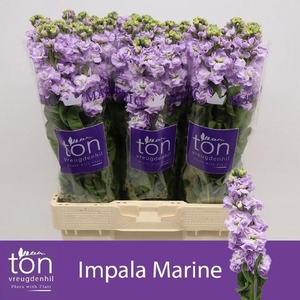 MATTH IMPALA MARINE