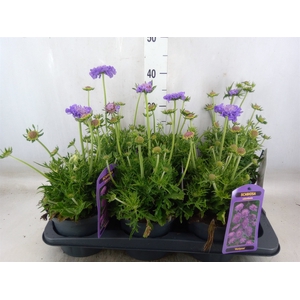 Scabiosa columb. 'Butterfly Blue'