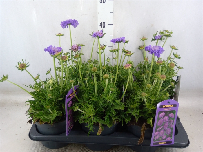 <h4>Scabiosa columb. 'Butterfly Blue'</h4>