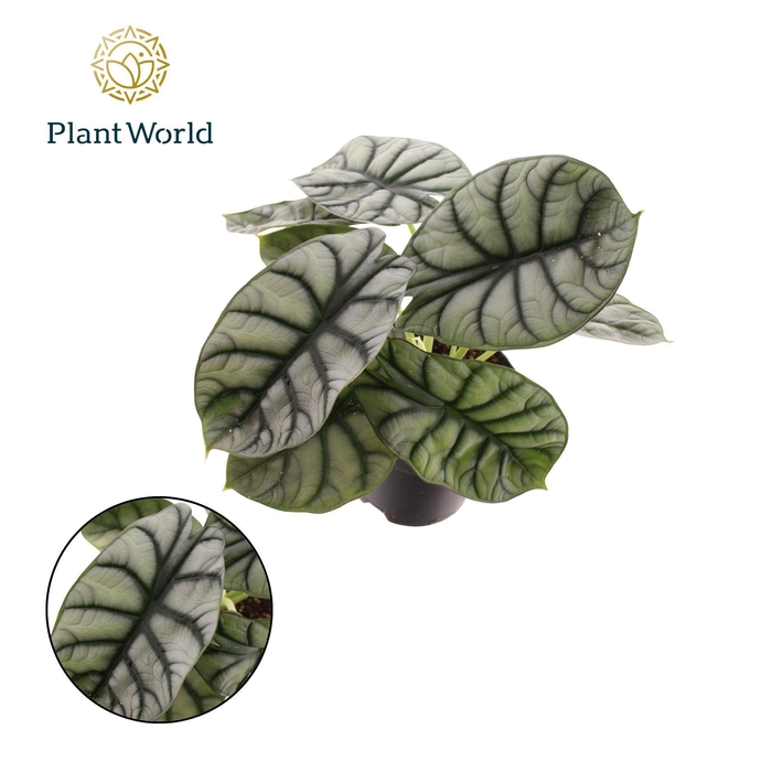 <h4>Alocasia Nebula Silver Compacta</h4>