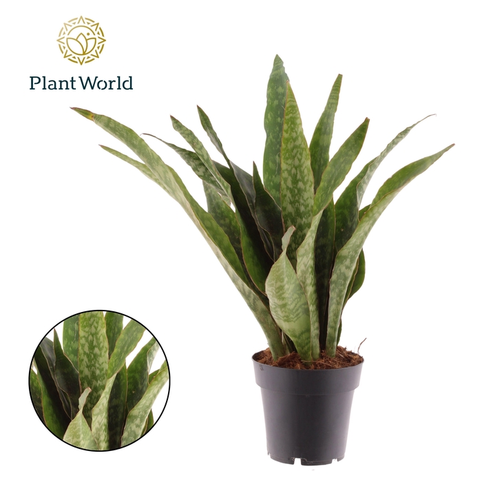 <h4>Sansevieria Aubrytniana Dragon</h4>