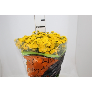 CRISANTEMO SANTINI STATESMAN 080 CM