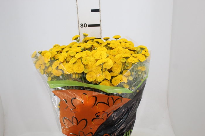 <h4>CRISANTEMO SANTINI STATESMAN 080 CM</h4>