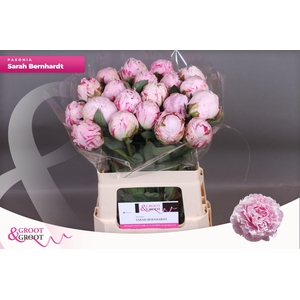 Paeonia Sarah Bernhardt | XXL