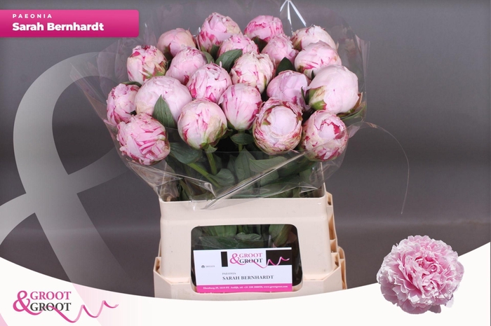 <h4>Paeonia Sarah Bernhardt | XXL</h4>