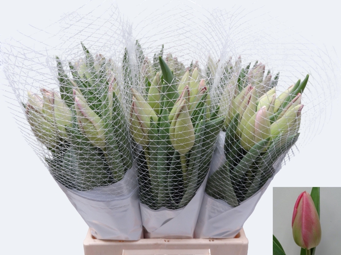 <h4>TU EN PINK PRIDE</h4>