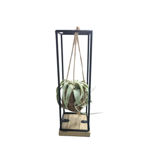 Tillandsia xerographica Kokodama hanger medium