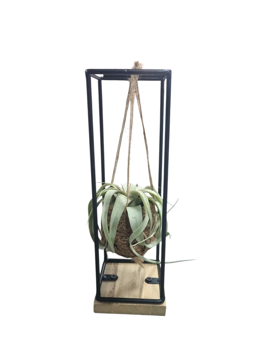 <h4>Tillandsia xerographica Kokodama hanger medium</h4>