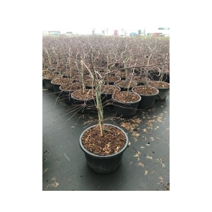 Acer palmatum Dissectum MIX P38