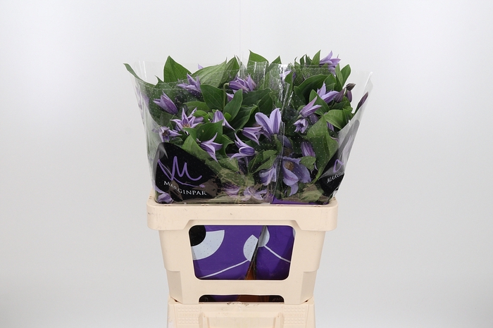 <h4>Clem Star River Lavendel</h4>