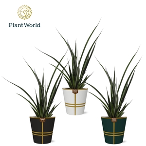 Sansevieria kirkii 'Friends' in papercup Lauri
