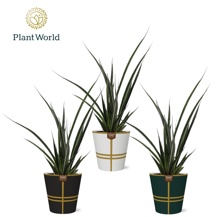 <h4>Sansevieria kirkii 'Friends' in papercup Lauri</h4>
