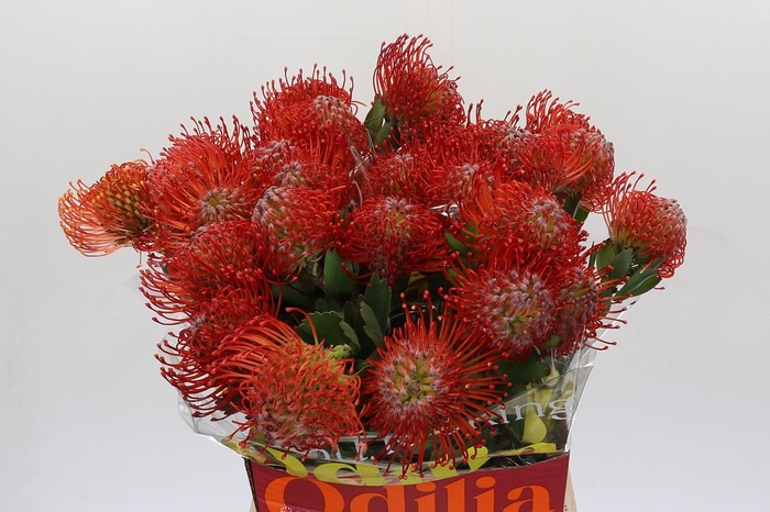 <h4>Nutans Ayoba Red</h4>