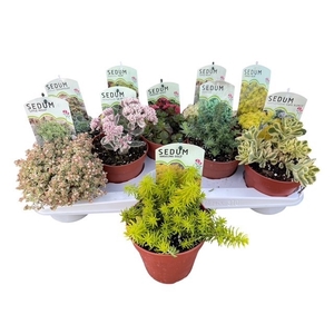 SEDUM OV