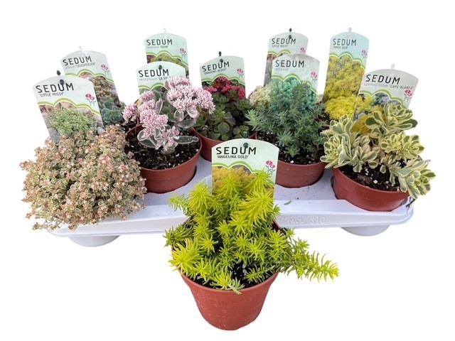 <h4>SEDUM OV</h4>