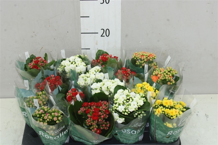 <h4>Kalanchoe Rosalina Mix</h4>