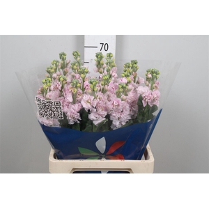 Matth Iron Cherry Bl