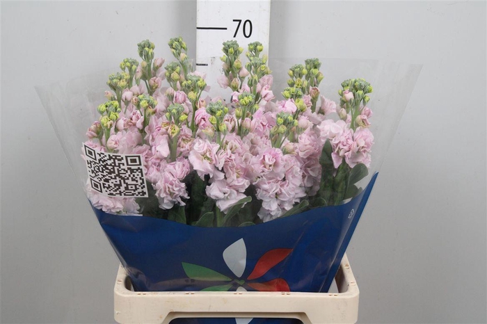 <h4>Matth Iron Cherry Bl</h4>