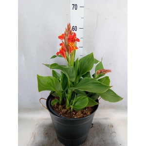 Canna  'Cannova Red Shades'