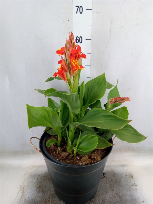 <h4>Canna  'Cannova Red Shades'</h4>