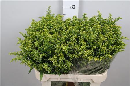 <h4>Soli Carzan Glory</h4>