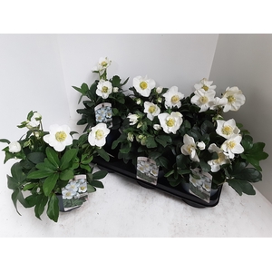 Hell Ni Chr Carol P15