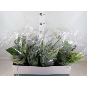 Scindapsus pictus 'Silvery Ann'