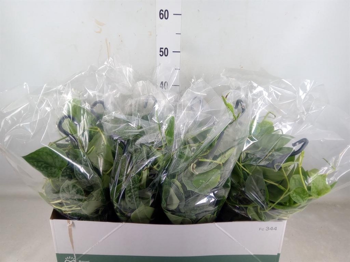 <h4>Scindapsus pictus 'Silvery Ann'</h4>