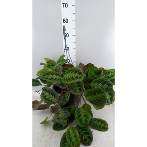 Maranta leuc.   ...