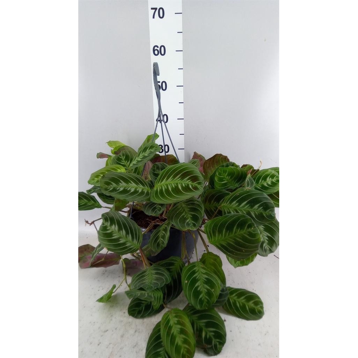<h4>Maranta leuc.   ...</h4>