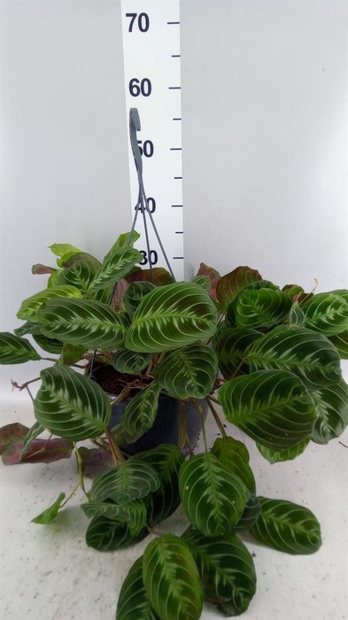<h4>Maranta leuc.   ...</h4>