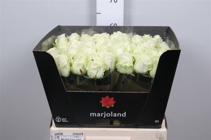 <h4>R Gr Dolomiti</h4>