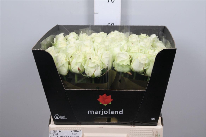 <h4>R Gr Dolomiti</h4>