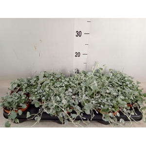 Dichondra argentea 'Silver Falls'