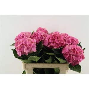 Hydr M Royal Palace Pink 60-16