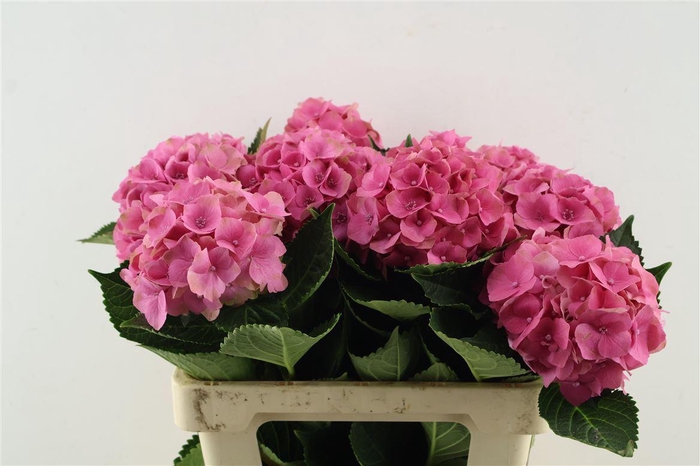 <h4>Hydr M Royal Palace Pink 60-16</h4>
