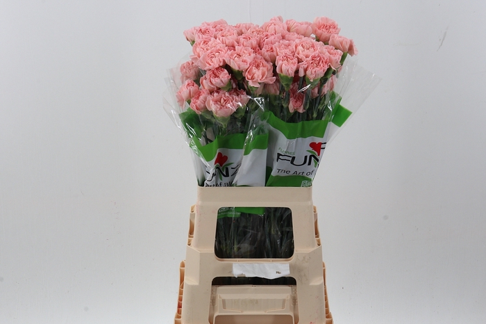 <h4>Di St Pink Cuddle</h4>