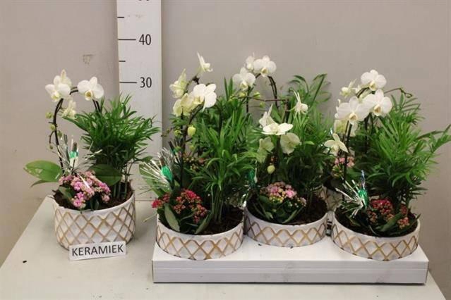 <h4>ARR KAMERPL BLOEI</h4>