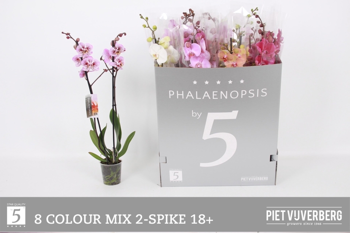 <h4>PHAL GEM 8 KL</h4>